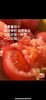 树熟沙蜜水果番茄🍅 商品缩略图2