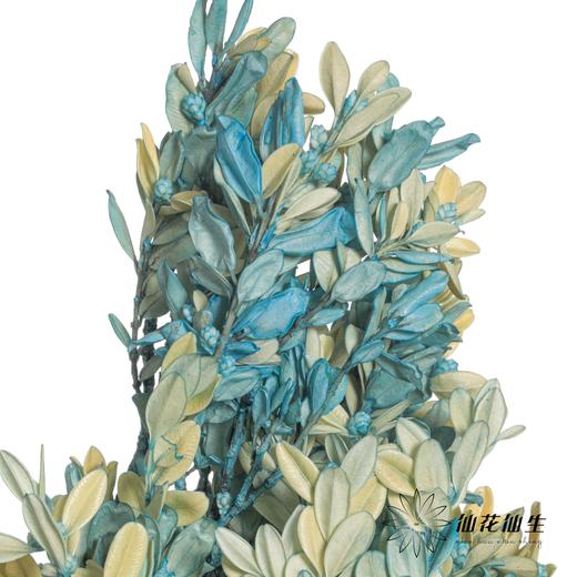 永生花材 | 黄杨牡丹蓝色 商品图1