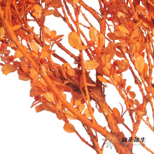 永生花材 | 黄杨牡丹橙色 商品图2