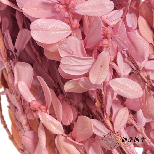永生花材 | 黄杨牡丹粉紫 商品图2