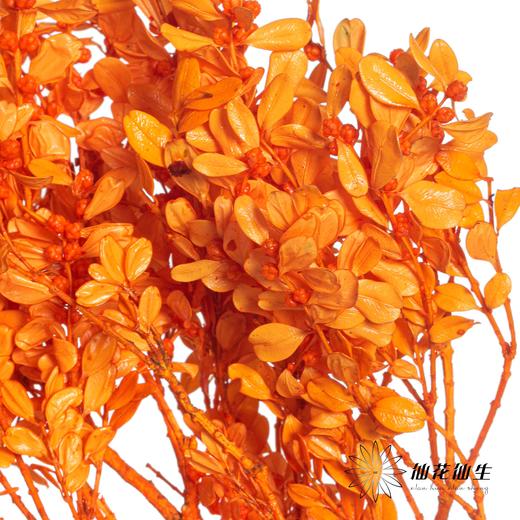 永生花材 | 黄杨牡丹橙色 商品图1