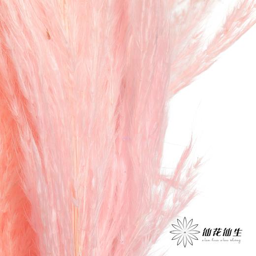 永生花材 | 金丝芦苇浅粉 商品图1