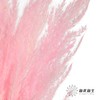 永生花材 | 金丝芦苇深粉 商品缩略图3