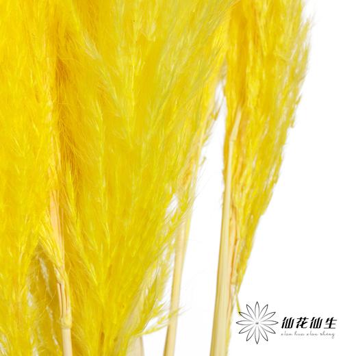 永生花材 | 金丝芦苇黄色 商品图3