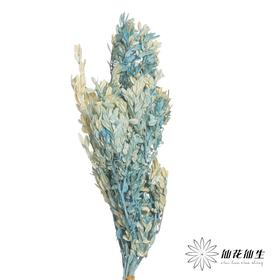 永生花材 | 黄杨牡丹蓝色