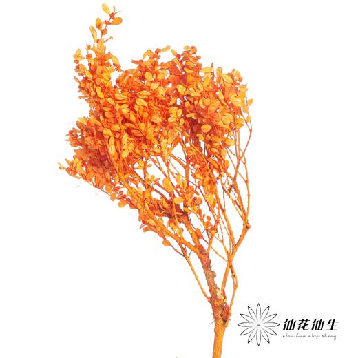 永生花材 | 黄杨牡丹橙色 商品图0