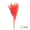 永生花材 | 金丝芦苇红色 商品缩略图0