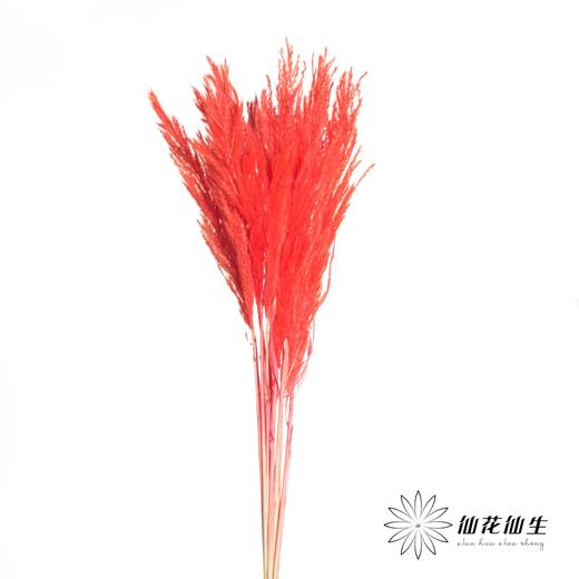 永生花材 | 金丝芦苇红色 商品图0