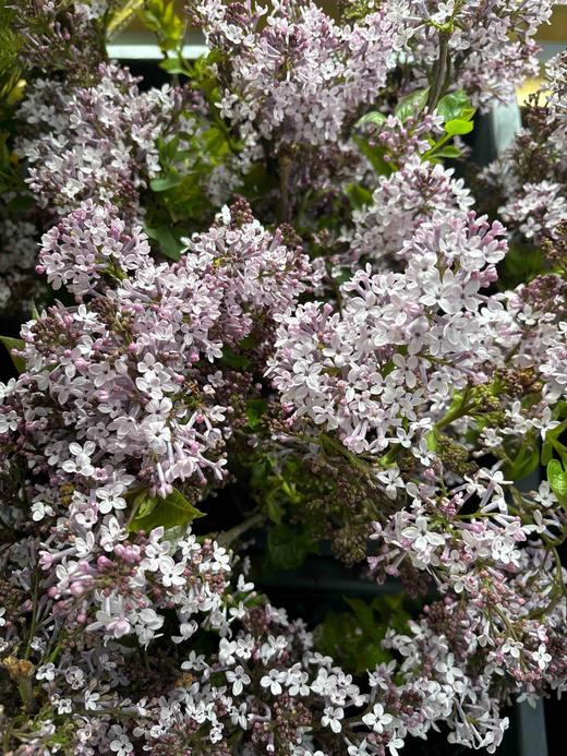 【等待爱情】丁香花  紫色  若干枝/扎 商品图9