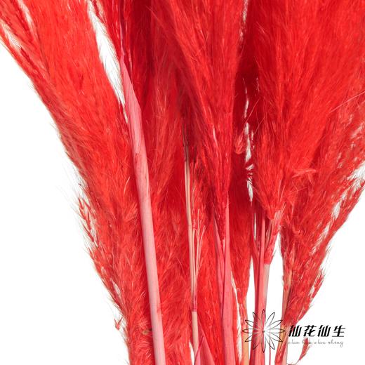 永生花材 | 金丝芦苇红色 商品图3