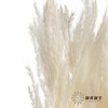 永生花材 | 金丝芦苇白色 商品缩略图3