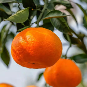 云南鹅蛋柑，鲜果，口感纯甜，果香浓郁，汁水超足，4.5斤/袋