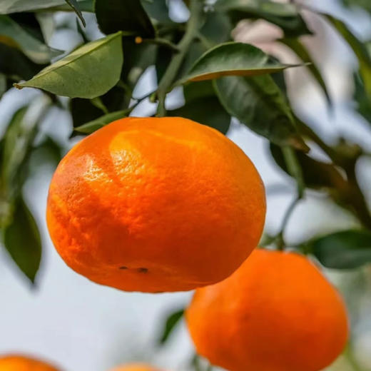 云南鹅蛋柑，鲜果，口感纯甜，果香浓郁，汁水超足，4.5斤/袋 商品图0