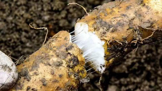 高山山药，全球第一只大熊猫发现地
全县约86%的面积在大熊猫国家公园范畴内，同时还是神药之乡，动植物王国，在海拔2000米的高山上，紧邻森林，土壤肥沃，有机质丰富，给山药的生长提供优越的环境！ 商品图4