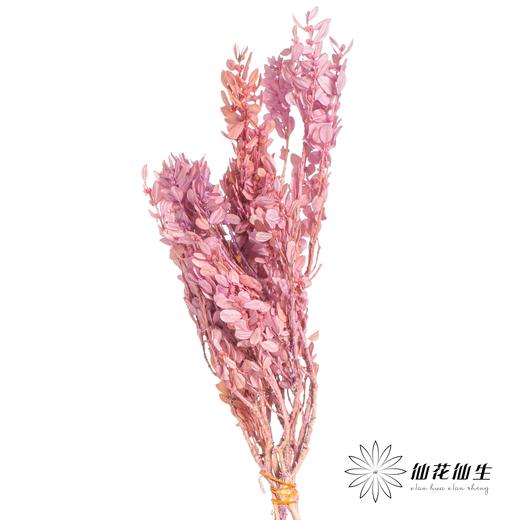 永生花材 | 黄杨牡丹粉紫 商品图0