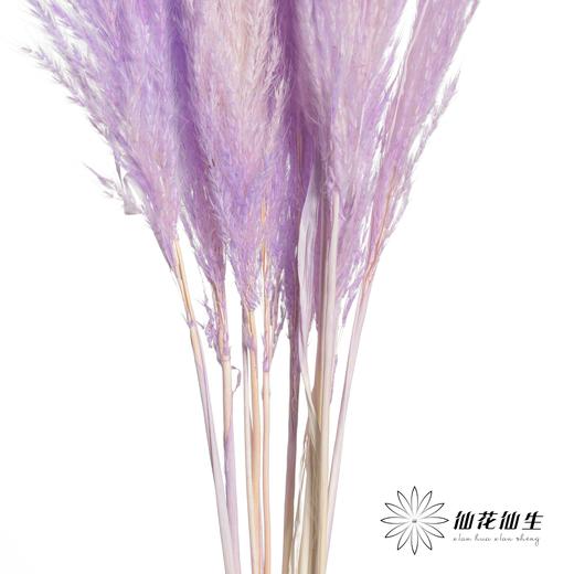 永生花材 | 金丝芦苇紫色 商品图6