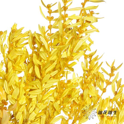 永生花材 | 黄杨牡丹黄色 商品图3
