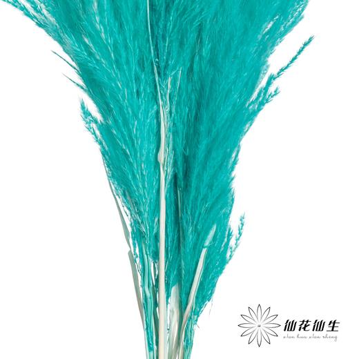 永生花材 | 金丝芦苇蒂芙尼蓝 商品图4