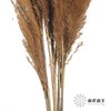 永生花材 | 金丝芦苇咖色 商品缩略图2