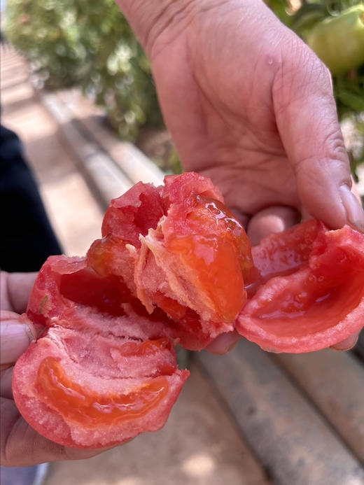 树熟沙蜜水果番茄🍅 商品图6