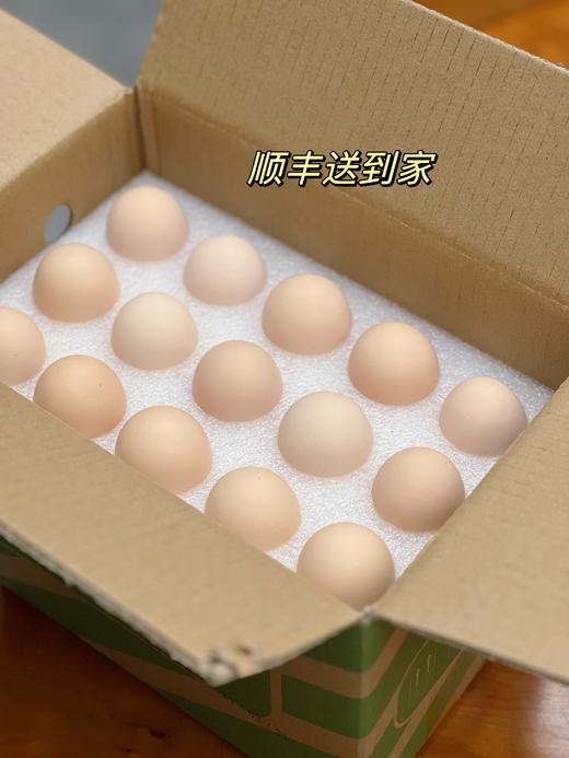  【竹林散养土鸡蛋  顺丰包邮】谷物和蔬菜喂养 现捡新鲜土鸡蛋 公鸡母鸡自然林间放养 每一颗鸡蛋都有受精卵 营养价值更高  土鸡蛋个头小 商品图7