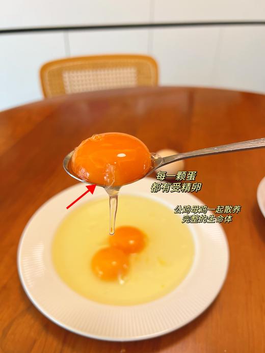  【竹林散养土鸡蛋  顺丰包邮】谷物和蔬菜喂养 现捡新鲜土鸡蛋 公鸡母鸡自然林间放养 每一颗鸡蛋都有受精卵 营养价值更高  土鸡蛋个头小 商品图4