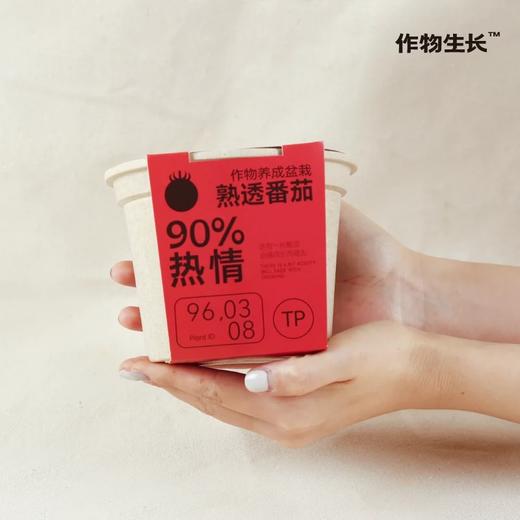 作物生长盆栽产品系列 商品图0