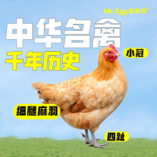 蛋鲜森 金奖肥西老母鸡 1只装 商品图2