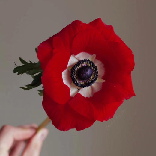 银莲花 商品图6