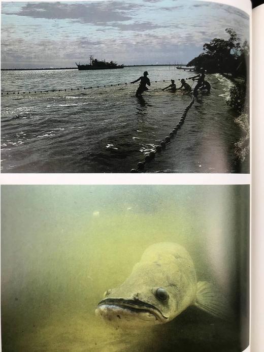 雅克·库斯托的亚马逊之旅 250余幅彩色插图 精装大16开 商品图14