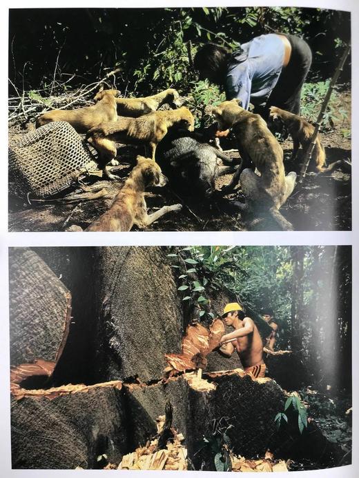 雅克·库斯托的亚马逊之旅 250余幅彩色插图 精装大16开 商品图6