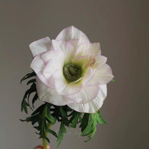 银莲花 商品图4