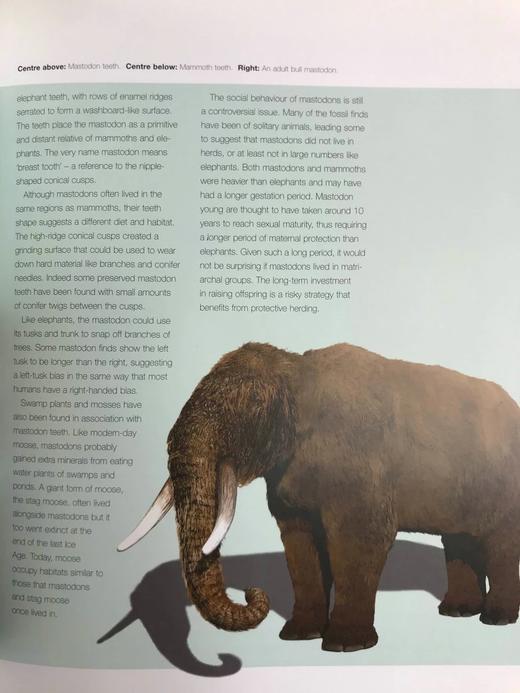 史前美国：穿越冰河时代及其后的旅程 约百幅插图 精装16开 商品图14