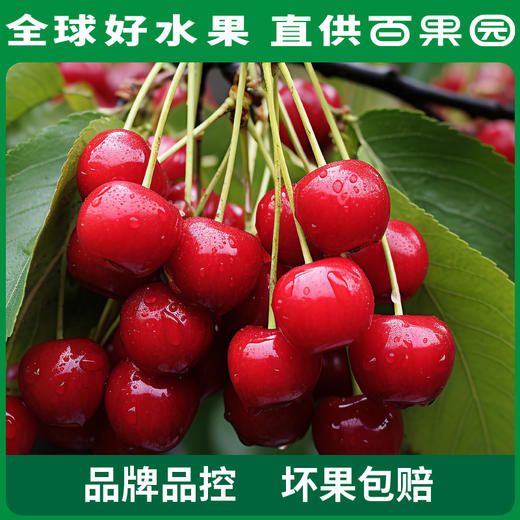 PAGODA百果园 烟台美早大樱桃（J）2斤彩箱装 商品图3