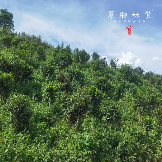 雨林生态茶/茶叶-绿茶（2026年）（成都仓库-顺丰快递 ）｜50-160g，来自云南普洱，生产者：张雄【合作生产，公平贸易】 商品图5