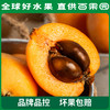 PAGODA百果园 米易枇杷（大）5斤彩箱装 商品缩略图4