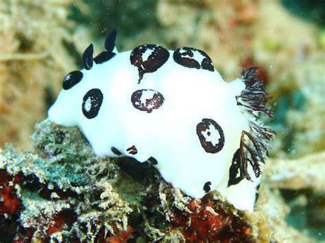 彩色海兔 商品图3