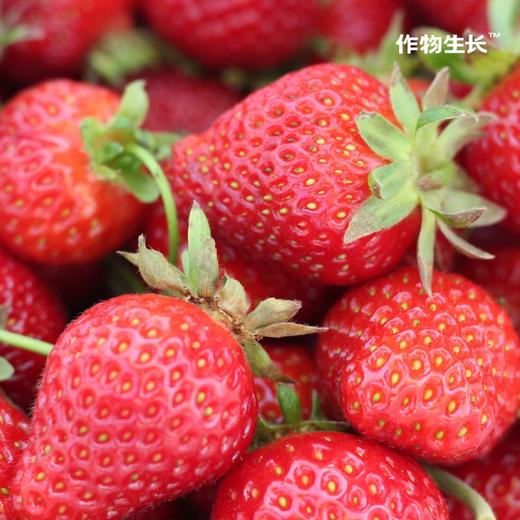 作物生长盆栽产品系列 商品图4