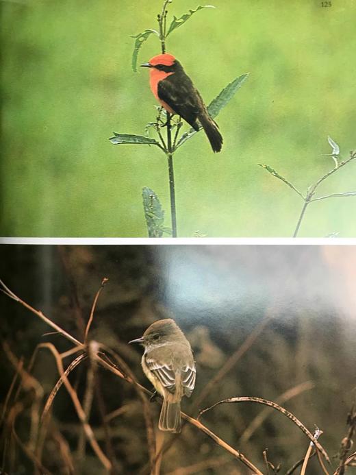 达尔文被遗忘的世界 189幅彩色插图 精装大16开 商品图9