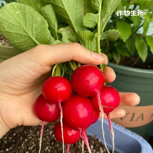 作物生长盆栽产品系列 商品图5