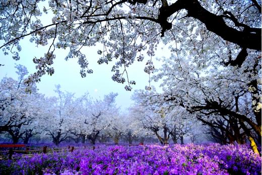 4.12确定出发【江南繁花】春日限定缤纷花海6天摄影（梨花/紫藤/二月兰/绣球花/木香花） 商品图9