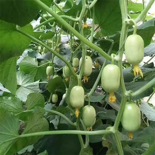 【果蔬精选】山东玉女小黄瓜 黄瓜界的“水嫩小鲜肉”拇指黄瓜 爽脆鲜甜 清香郁浓 口口嘎嘣脆 商品图4