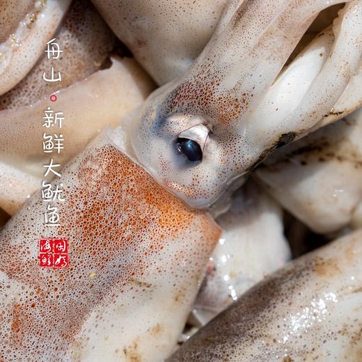 【闹妈海鲜】 [热气]舟山东海大鱿鱼 物美价廉，各种规格任选 商品图2