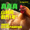 蛋鲜森 金奖肥西老母鸡 1只装 商品缩略图3