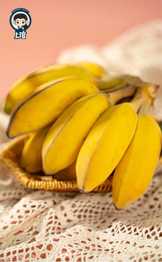 【福建小胖蕉】更香更甜更软糯更绵密，不催熟，不喷药，更不用担心保鲜剂-CC 商品图1