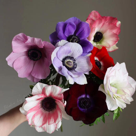 银莲花 商品图2