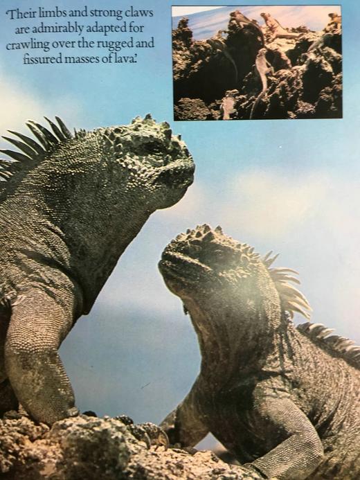 达尔文被遗忘的世界 189幅彩色插图 精装大16开 商品图14