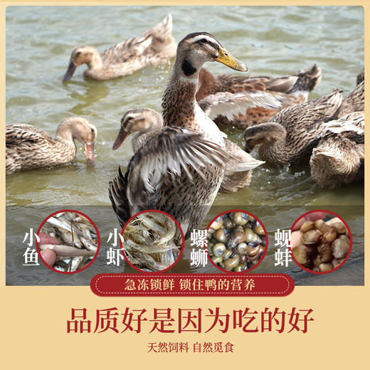 蛋鲜森 巢湖老麻鸭 1只装 商品图2