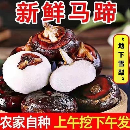 【“地下雪梨”！农家自种新鲜马蹄】一口嘎嘣脆，美味又营养，无论直接吃、炒肉、凉拌都可以 清香味甜，味觉大享受荸荠特色蔬菜清甜爽口-觅食坊 商品图0