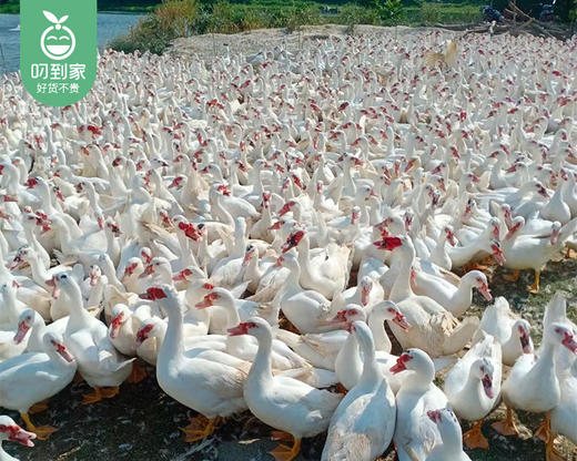 洛江山头水库散养210天白正番鸭母 (杀完带内脏2kg±100g/只） 商品图5